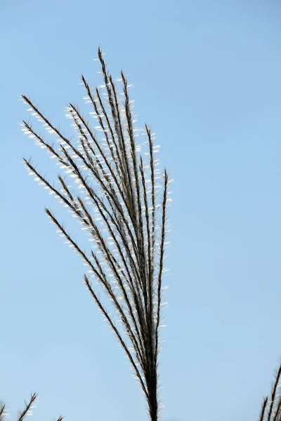 Сухая Трава Ветру — стоковое фото