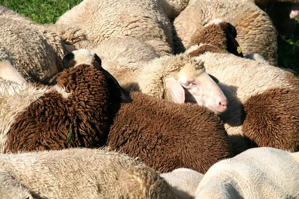 Pecore Azienda — Foto Stock