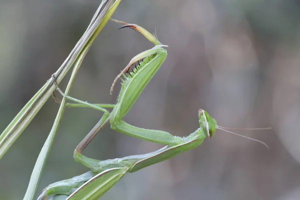 Insectes Mantis Insecte Proie — Photo