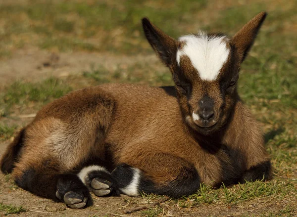 Lying Young West African Dwarf Goat House Goat Capra Aegagrus — Stock Photo, Image