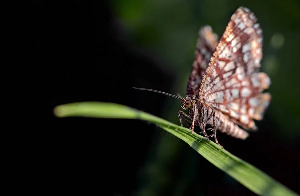 Közelkép Bug Vad Természet — Stock Fotó