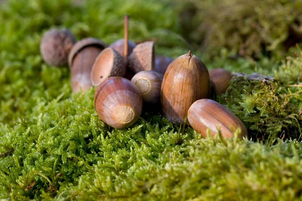 Avelãs Jardim — Fotografia de Stock