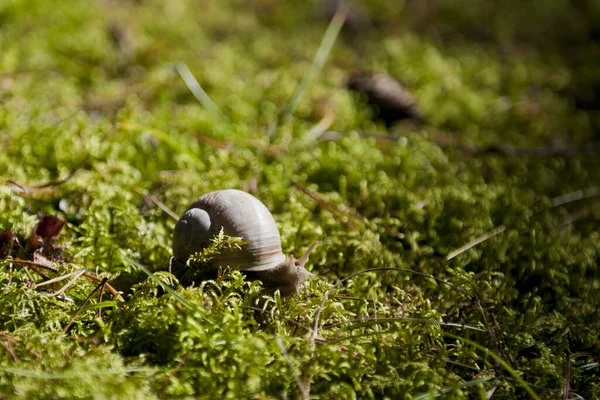 Vineyard Snail Brown Helix Pomatia — Stock Photo, Image