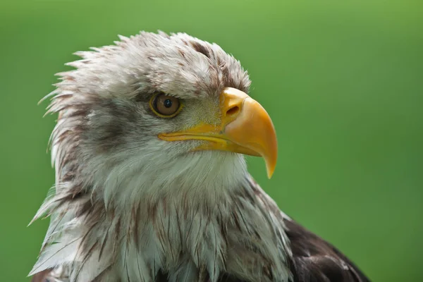 Närbild Skallig Örn — Stockfoto