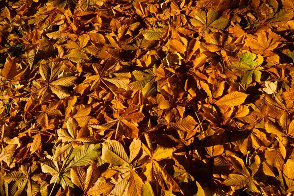 Herbst Blätter Herbst Jahreszeit Flora — Stockfoto