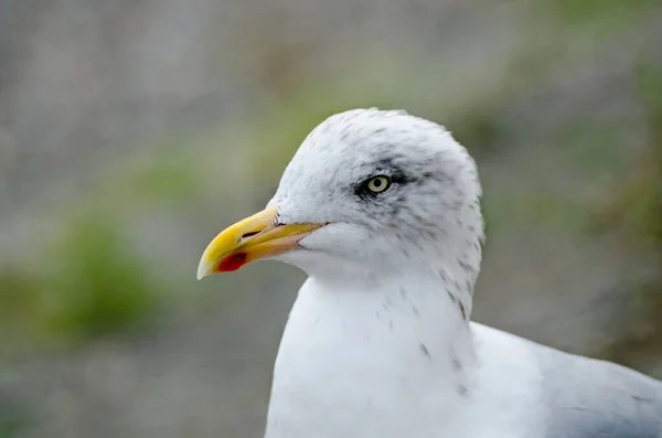 Vacker Utsikt Över Vackra Måsfåglar Naturen — Stockfoto