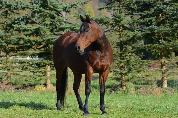 Horse Field — Stock Photo, Image