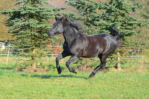 青草中的马 — 图库照片