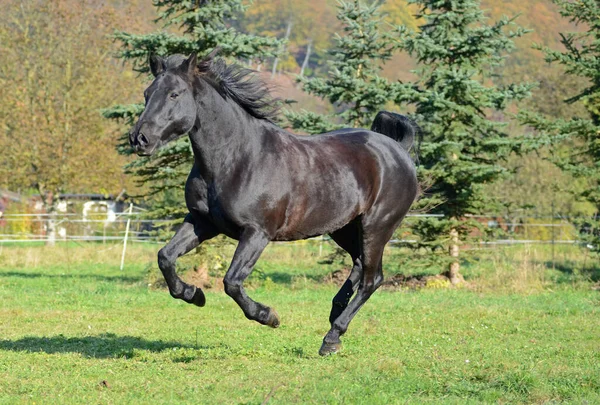 Caballo Campo — Foto de Stock