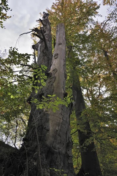 Tronco Árbol Antiguo Fotografiado Otoño Contra Cielo — Foto de Stock