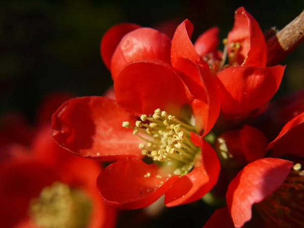 Krásný Botanický Záběr Přírodní Tapety — Stock fotografie