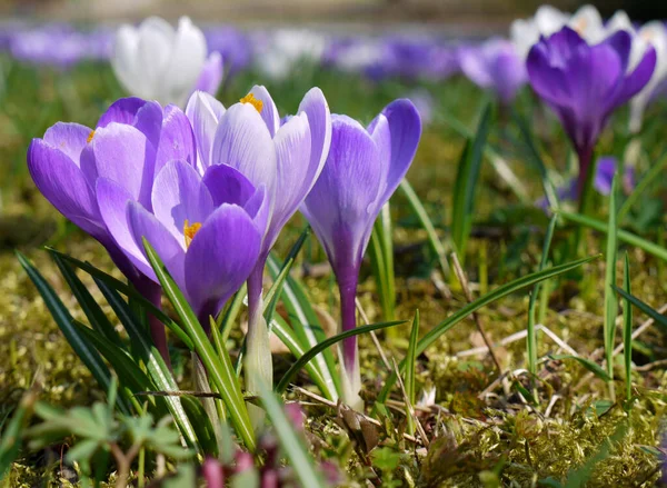 Crocus Crocus Flowers Spring Flora Petals — Stock Photo, Image