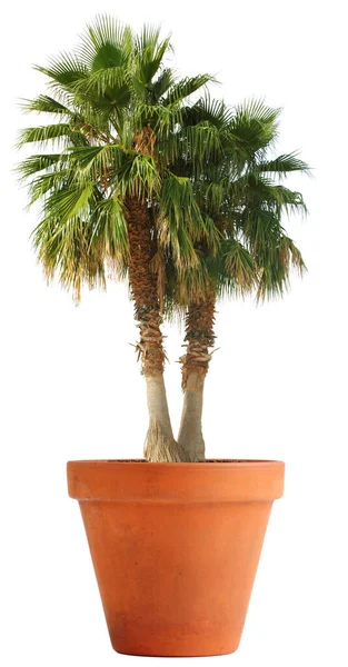 Palmträd Lerkruka Sydsjökänsla För Ditt Eget Hem — Stockfoto