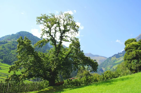 Grande Castagno Nel Parco — Foto Stock