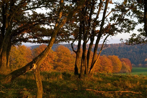 Jesienne Drzewa Wieczornym Świetle — Zdjęcie stockowe