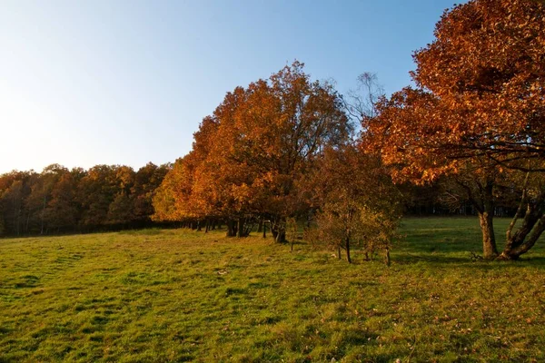 Arbres Automne Dans Lumière Soir — Photo