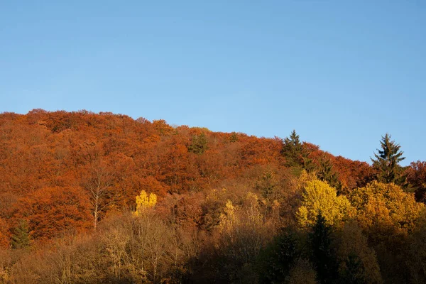 Autunno Fogliame Foresta Libro Colorato Colorato Flash Cime Degli Alberi — Foto Stock