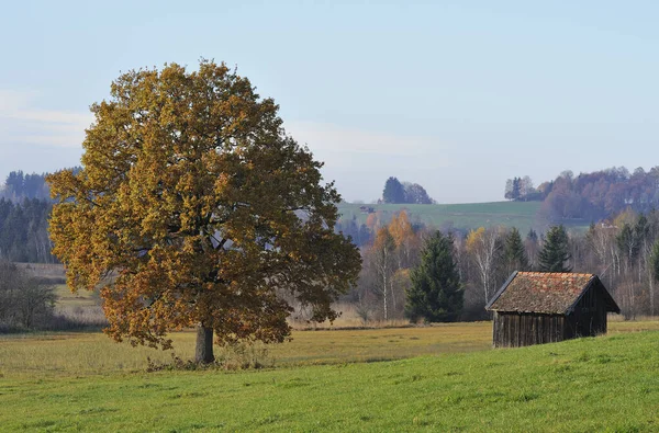 Hösten Murnauer Moor Bayern — Stockfoto