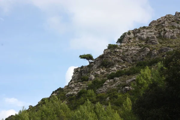 Drzewo Zboczu Góry — Zdjęcie stockowe