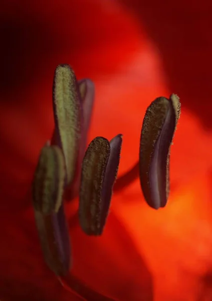 Amaryllis Blommor Kronblad Flora — Stockfoto