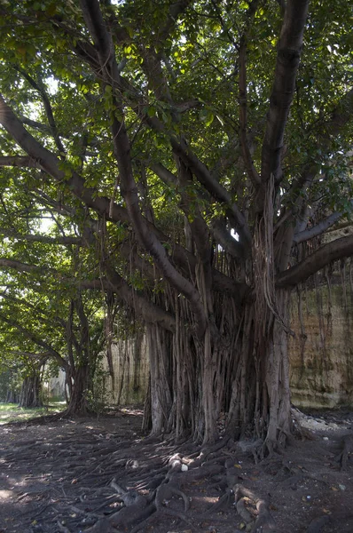 Viejo Árbol Parque —  Fotos de Stock