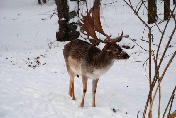 Rådjur Skogsdjur Naturfauna — Stockfoto