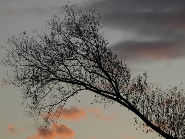 Silhueta Uma Árvore Com Fundo Preto — Fotografia de Stock