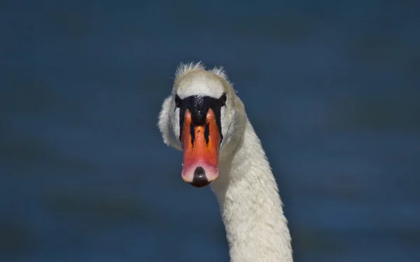 Мальовничий Вид Величні Лебеді Природі — стокове фото