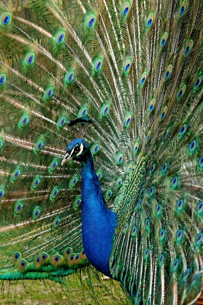 Peacock Bird Peacock Feathers — Stock Photo, Image