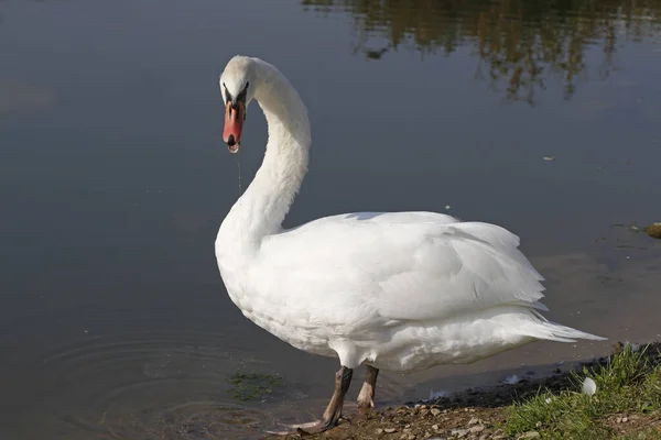 Vacker Utsikt Över Majestätiska Svanar Naturen — Stockfoto