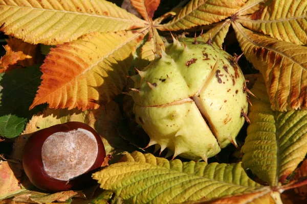 Hojas Otoño Bellotas — Foto de Stock