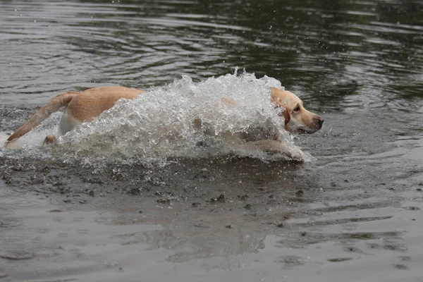 水の中を走る犬は — ストック写真