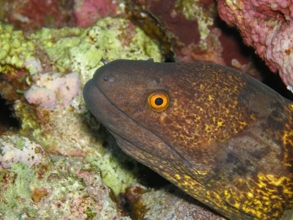 Moray Fish Moray Enguia Águas Profundas — Fotografia de Stock