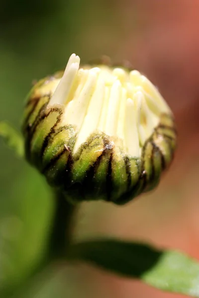 Marj Sürüşünün Bud — Stok fotoğraf