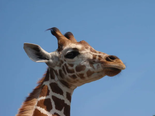Giraffe Animal Wildlife Nature Fauna — Stock Photo, Image