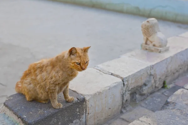 Gatto Damasco Siria — Foto Stock