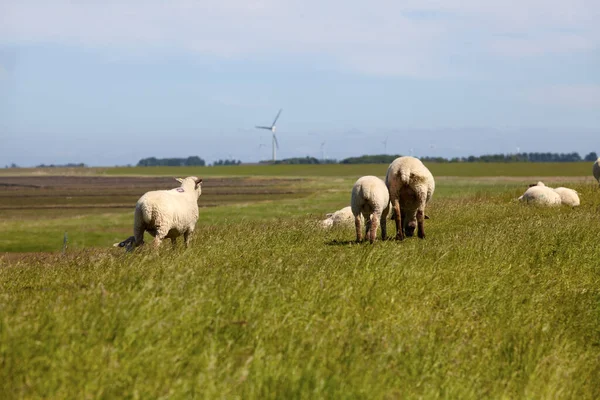 Einige Schafe Auf Einem Deich Norddeutschen Wattenmeer Деякі Вівці Дамбі — стокове фото