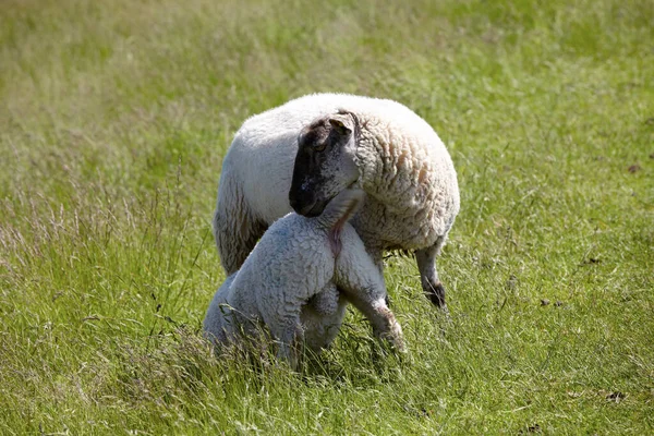 子羊は母親の動物によって吸い込まれることを望んでいます 子羊は母親の動物によって吸い込まれたい — ストック写真
