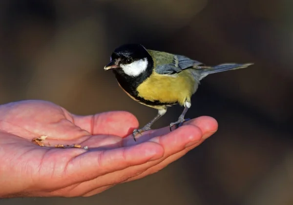 Tit Branch Winter — ストック写真