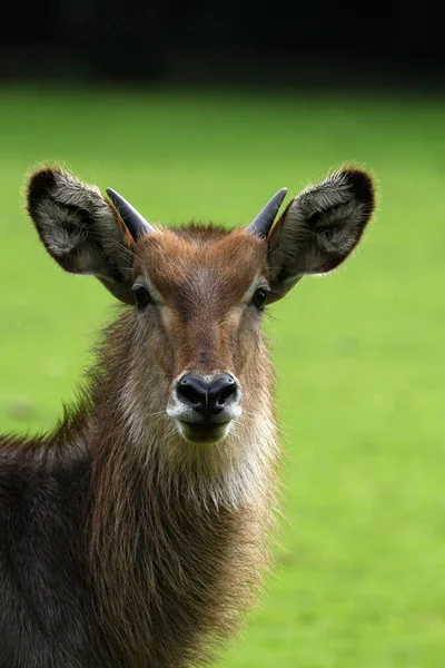 Close Deer Meadow — стоковое фото