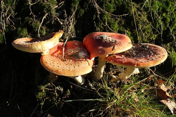 Quatre Tabourets Dans Lumière Soir — Photo