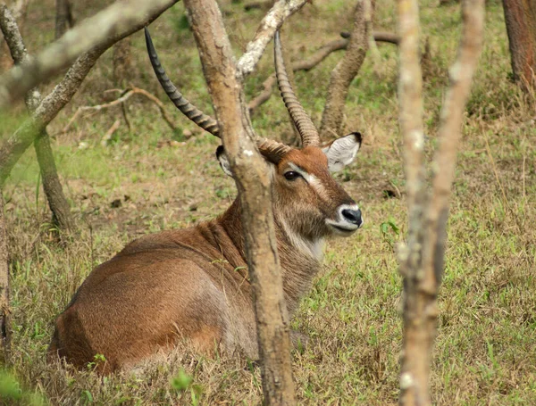 Wasserbock Große Antilope Tier Natur Fauna — Stockfoto