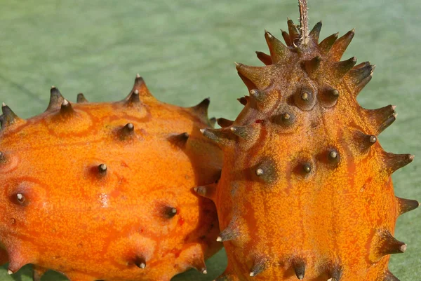 Kiwano Cucumis Metuliferus Horngurke — Stockfoto