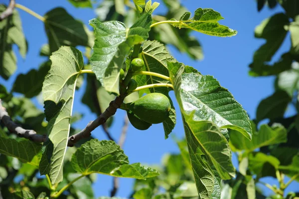 Fig leaves and figs