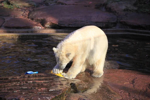 Orso Polare Bambino Primo Piano — Foto Stock