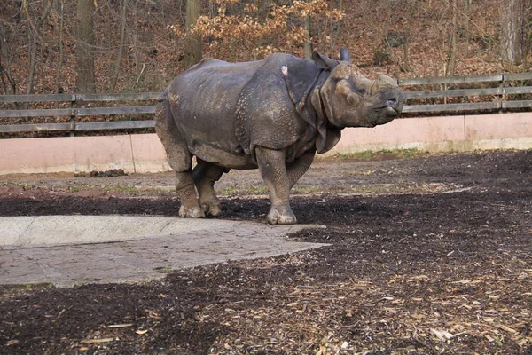 Rhino Közelről — Stock Fotó