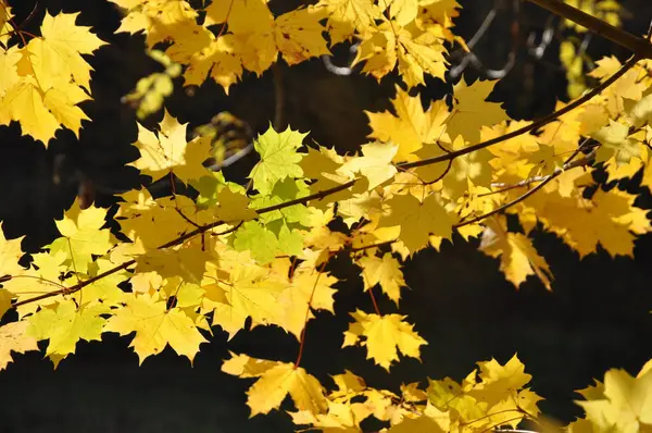 Prachtig Kleurrijk Herfstblad — Stockfoto