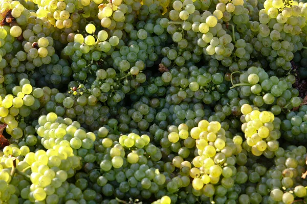 Uvas Verdes Mercado — Fotografia de Stock