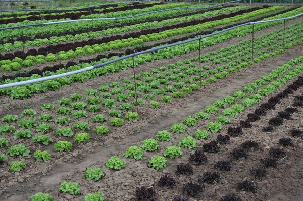 Taze Lezzetli Salatanın Yakın Plan Görüntüsü — Stok fotoğraf