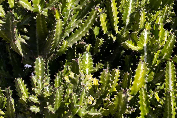Кактусова Рослина Колюча Кактусова Флора — стокове фото